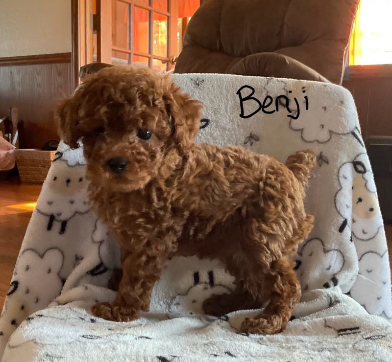 Benji - Toy Poodle Puppy