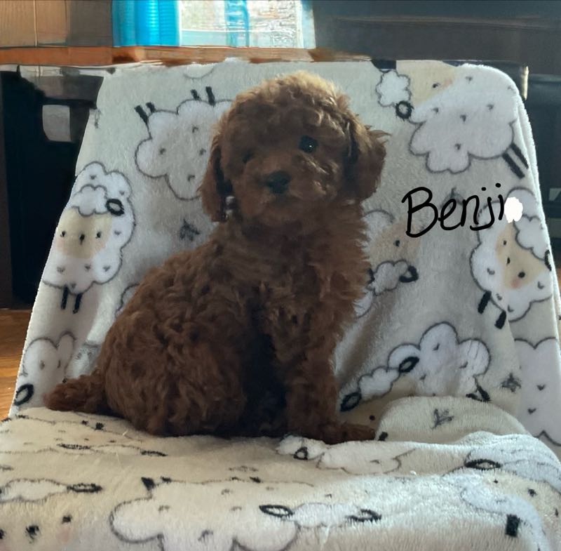 Benji - Toy Poodle Puppy