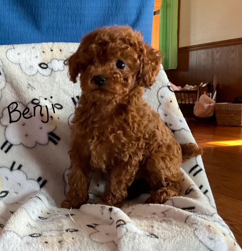 Benji - Toy Poodle Puppy