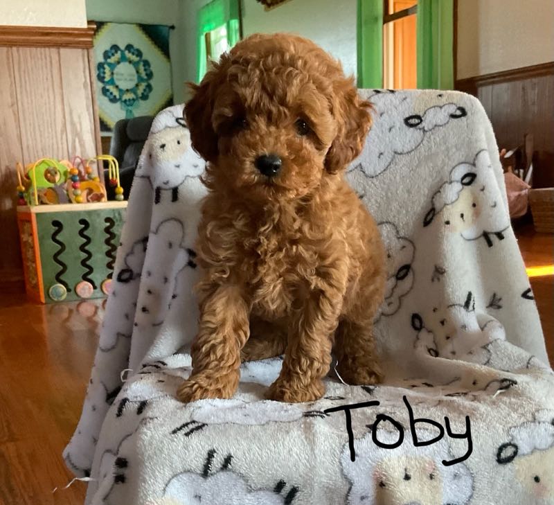 Toby - Toy Poodle Puppy