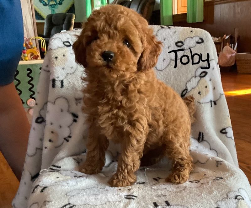 Toby - Toy Poodle Puppy