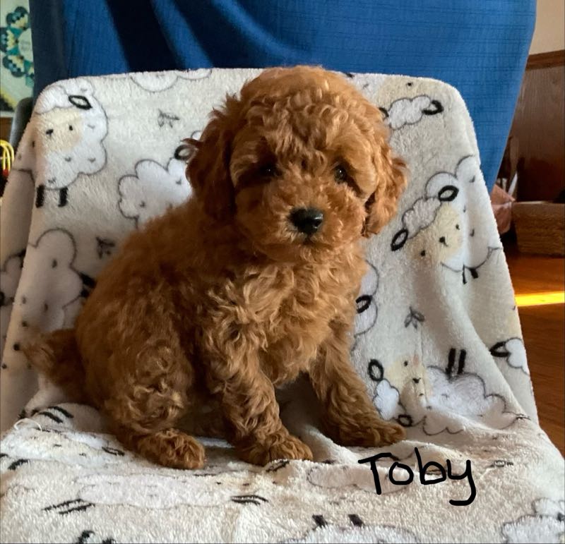 Toby - Toy Poodle Puppy